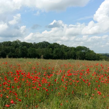 Resource for Remembrance Services