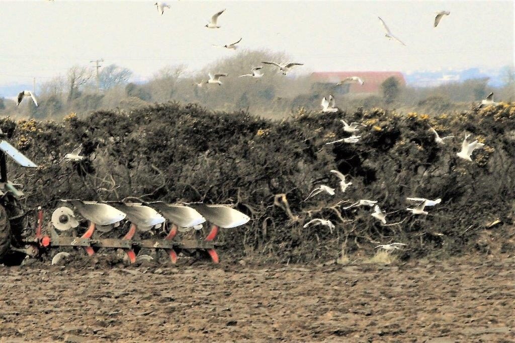 ploughing with seagulls