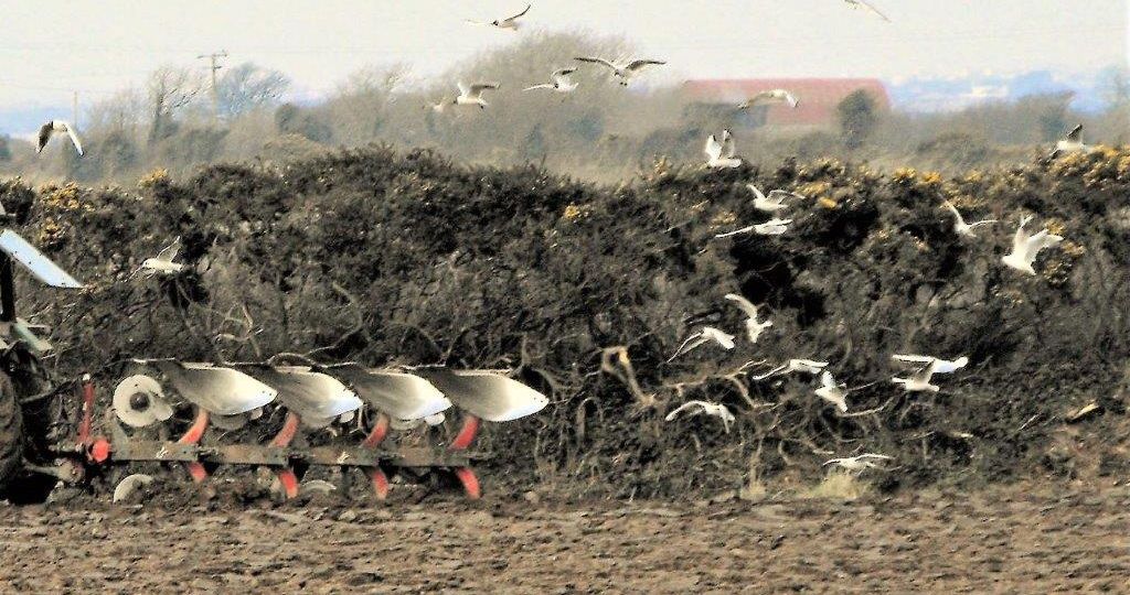 ploughing with seagulls